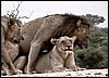 Lions mating in Etosha, Namibia