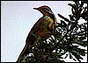 Orange throated long claw, Okavango Delta Panhandle, Namiia