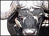 Ox pecker on buffalo, Mahangu Game Reserve