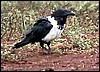 Pied crow