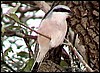 Red backed shrike in Namibia