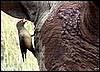 Red billed oxpecker grooming rhino in Etosha, Namibia
