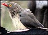 Red-billed oxpecker
