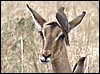 Red billed oxpeckers on impala