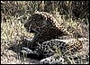 Relaxed leopard - Etosha National Park