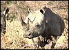 Rhino in Etosha, Namibia