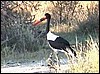 Saddle billed stork in Namibian Okavango Delta