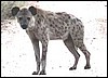 Spotted hyena