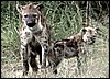 Spotted hyena and cub in Mahangu Reserve, Namibia