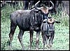 Sub-adult blue wildebeest and calf, Namibia