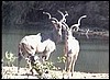 Two kudu bulls