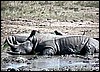 White rhino having a mud bath in Namibia's Etosha Park