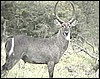Waterbuck ram in Namibia