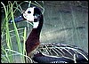 White-faced duck near Popa falls, Namibia