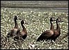 White faced ducks on the flood plains of the Namibian Okavango Delta