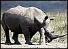 White rhino in Namibia's Etosha Park