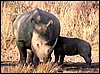 White rhino and calf found in Etosha