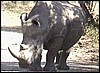White rhino bull