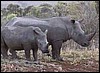Rhino mother and sub-adult calf