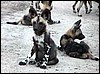 Wild dog pups resting: Mahangu Game Reserve, Namibia