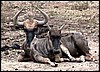 Wildebeest adult and calf resting in the Etosha Park