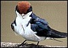 Wire tailed swallows migrating from Europe to Namibia