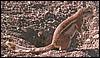 Ground squirel in Etosha National Park, Namibia