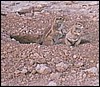 ground squirel family