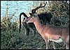 impala ram on river bank.