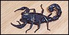 Dangerous scorpion found in Namib desert, Namibia