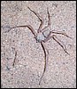 Deadly spiders of Namibia