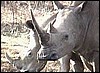 Two white rhino bulls in Namibia