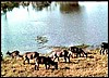 Grazing Water buck in Namibia