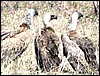 White backed vultures in Etosha
