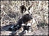 African Wild Dog in Mahangu, Namibia