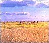 wildebeest on the Etosha plains of Namibia