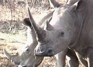 White rhinos of Namibia