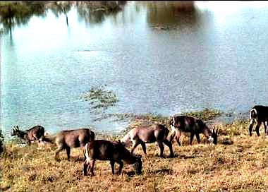 Namibian waterbuck grazing 