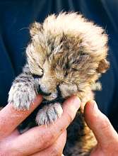 Cheetah baby rejected by its mother, and now hand raised at Otjitotongwe.