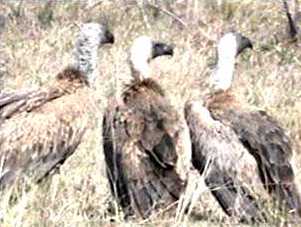 White backed vultures