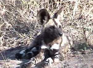 was lucky to find the rare and endangered African Wild Dogs in Namibia's Caprivi Strip.