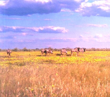 Wildebeest in good condition after the rains.