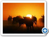 Wildebeest at sunset in Etosha National Park, Namibia