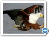 Fish Eagle in the Namibian Okavango delta Panhandle