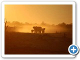 Elephant herd coming to the Okaukuejo waterhole, Etosha Park, Namibia