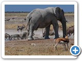 Wildlife diversity of the Etosha Park, Namibia