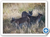 Caracals found near Otjiwarongo, Namibia