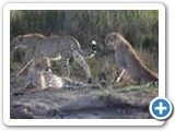 Cheetahs of Africa
