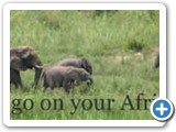 Herd of elephants in the Kruger Park, South Africa