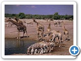 Etosha waterhole scenes